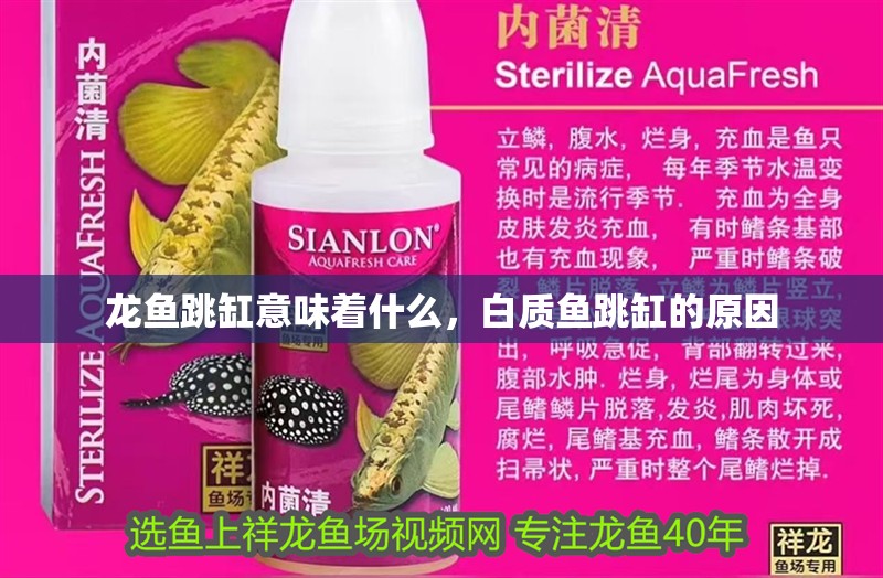 龍魚跳缸意味著什么，白質魚跳缸的原因