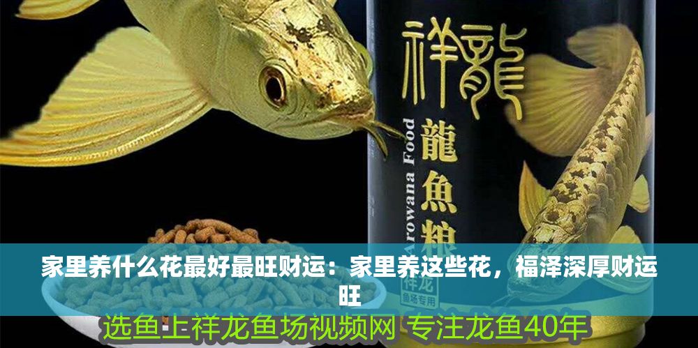 家里養什么花最好最旺財運：家里養這些花，福澤深厚財運旺