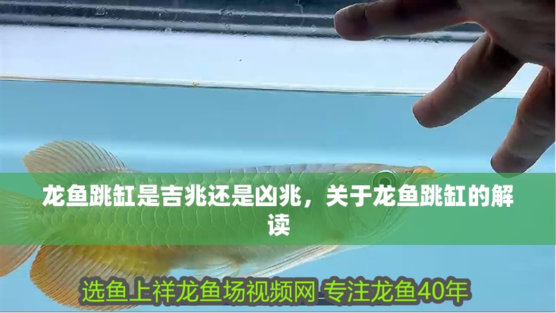 龍魚跳缸是吉兆還是兇兆，關于龍魚跳缸的解讀