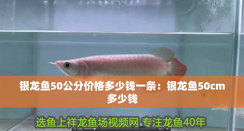 銀龍魚50公分價格多少錢一條：銀龍魚50cm多少錢