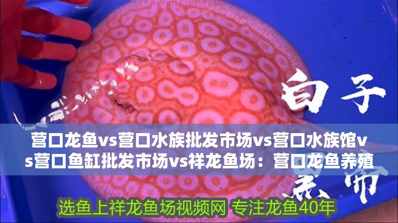 營口龍魚vs營口水族批發市場vs營口水族館vs營口魚缸批發市場vs祥龍魚場：營口龍魚養殖市場
