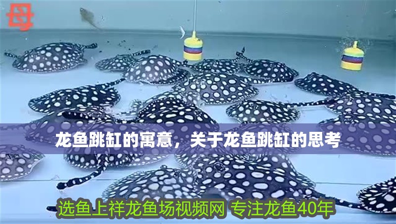 龍魚跳缸的寓意，關(guān)于龍魚跳缸的思考