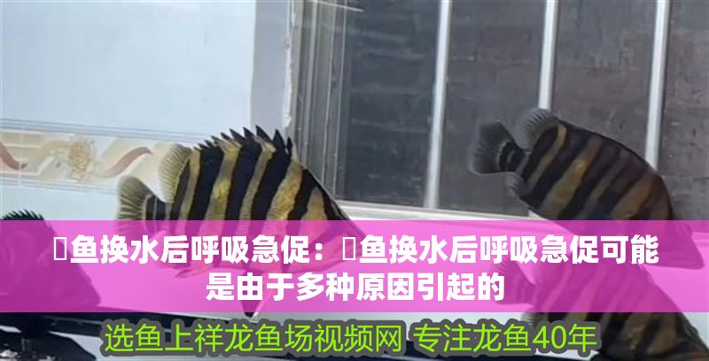 魟魚換水后呼吸急促：魟魚換水后呼吸急促可能是由于多種原因引起的