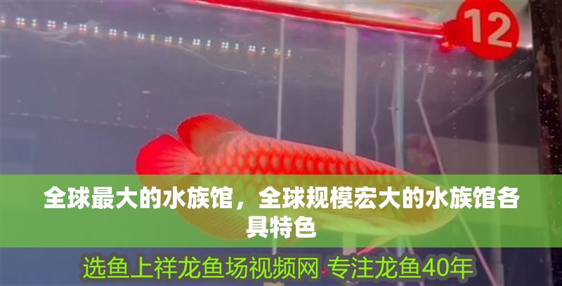 全球最大的水族館，全球規(guī)模宏大的水族館各具特色