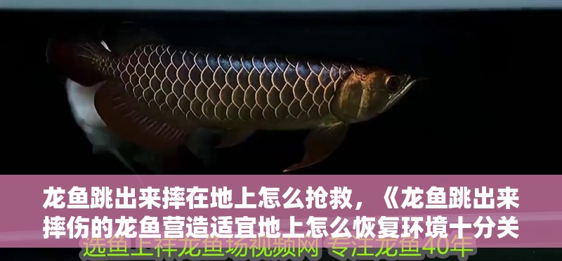龍魚跳出來摔在地上怎么搶救，《龍魚跳出來摔傷的龍魚營造適宜地上怎么恢復環(huán)境十分關鍵
