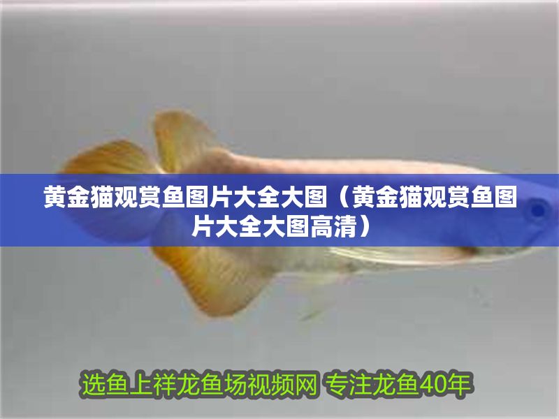 黃金貓觀賞魚圖片大全大圖（黃金貓觀賞魚圖片大全大圖高清）