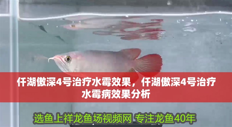 仟湖傲深4號治療水霉效果，仟湖傲深4號治療水霉病效果分析