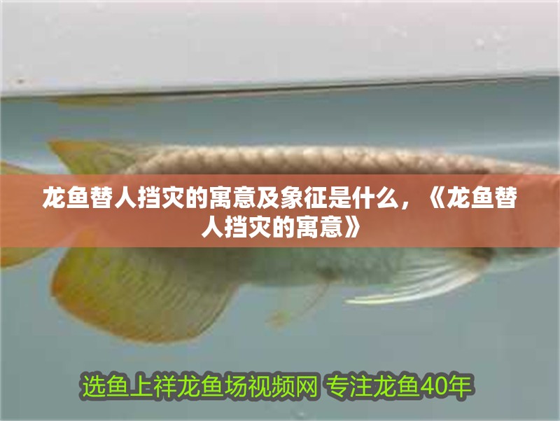 龍魚替人擋災(zāi)的寓意及象征是什么，《龍魚替人擋災(zāi)的寓意》