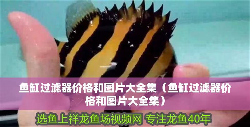 魚缸過濾器價格和圖片大全集（魚缸過濾器價格和圖片大全集）