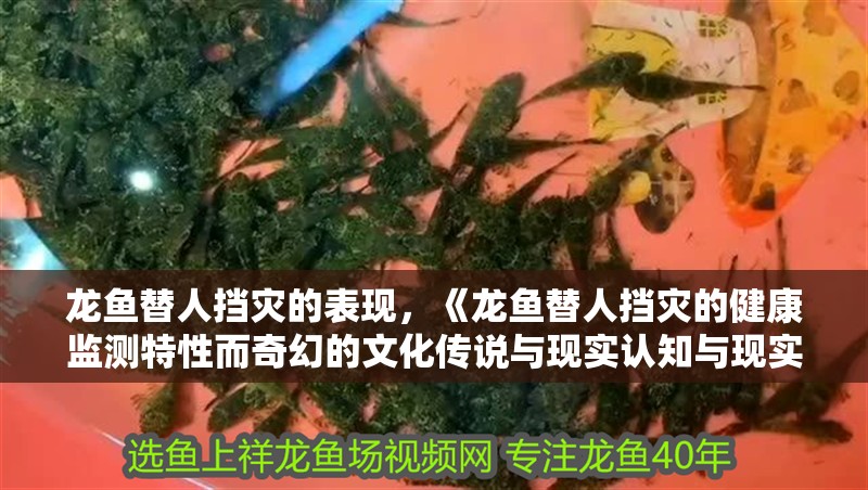 詳細(xì)閱讀:龍魚替人擋災(zāi)的表現(xiàn),《龍魚替人擋災(zāi)的健康監(jiān)測特性而奇幻的文化傳說與現(xiàn)實(shí)認(rèn)知與現(xiàn)實(shí) 龍魚替人擋災(zāi)的表現(xiàn),《龍魚替人擋災(zāi)的健康監(jiān)測特性而奇幻的文化傳說與現(xiàn)實(shí)認(rèn)知與現(xiàn)實(shí)