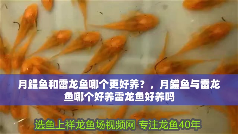 月鱧魚和雷龍魚哪個更好養(yǎng)？，月鱧魚與雷龍魚哪個好養(yǎng)雷龍魚好養(yǎng)嗎