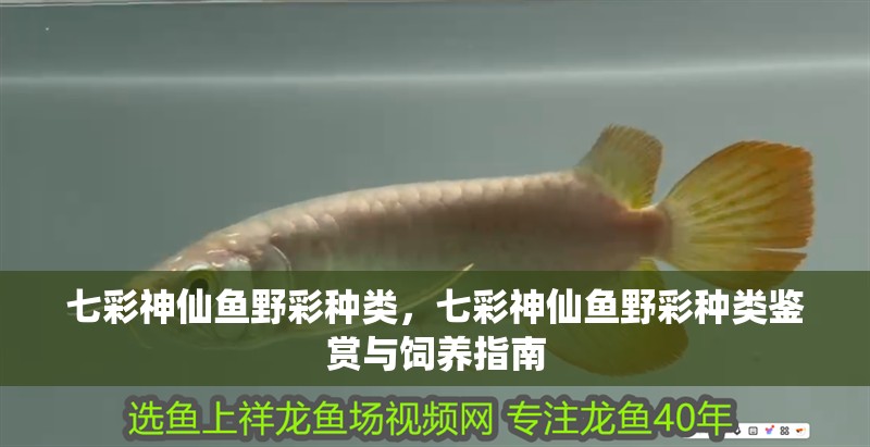 七彩神仙魚野彩種類，七彩神仙魚野彩種類鑒賞與飼養指南