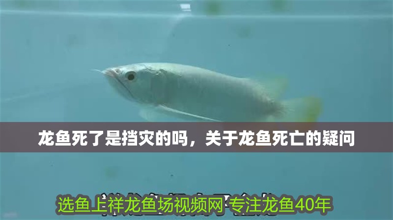 龍魚死了是擋災的嗎，關于龍魚死亡的疑問