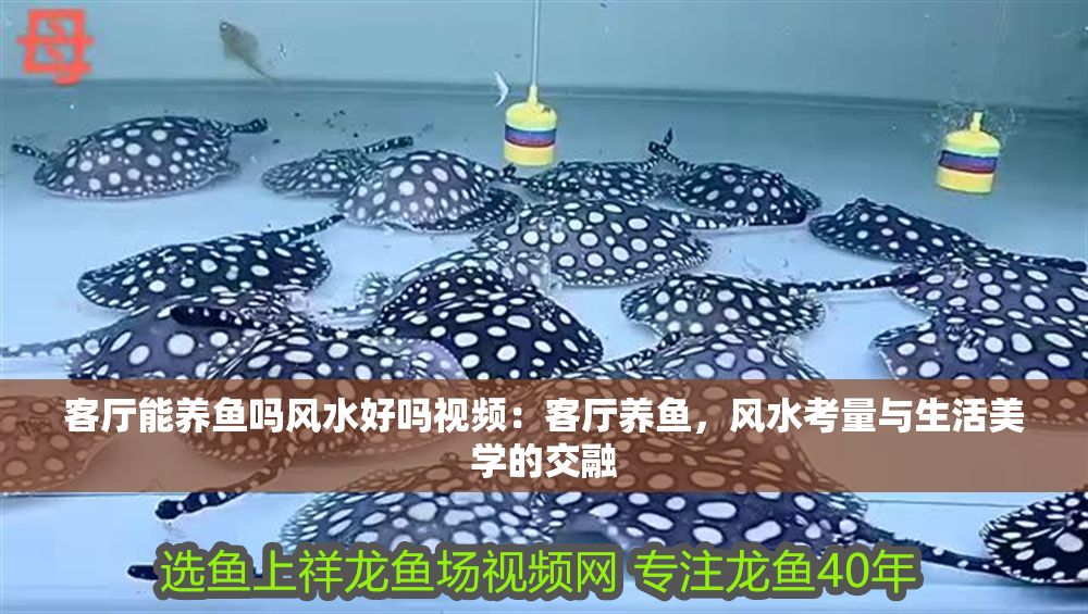 客廳能養魚嗎風水好嗎視頻：客廳養魚，風水考量與生活美學的交融