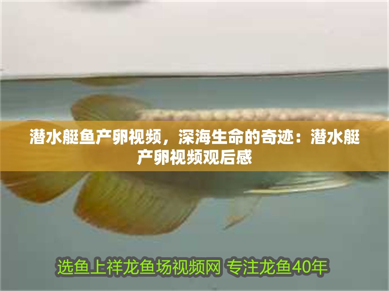 潛水艇魚產卵視頻，深海生命的奇跡：潛水艇產卵視頻觀后感