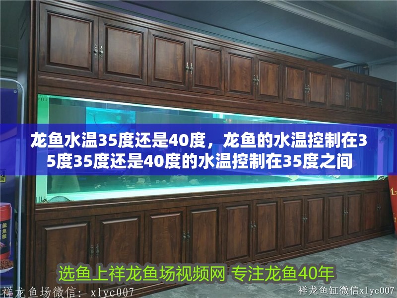 龍魚水溫35度還是40度，龍魚的水溫控制在35度35度還是40度的水溫控制在35度之間