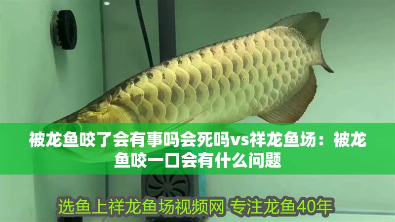被龍魚咬了會有事嗎會死嗎vs祥龍魚場：被龍魚咬一口會有什么問題 被龍魚咬了會有事嗎會死嗎vs祥龍魚場：被龍魚咬一口會有什么問題 vs祥龍魚場 第1張