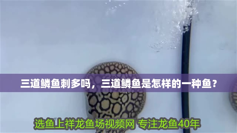 三道鱗魚刺多嗎，三道鱗魚是怎樣的一種魚？