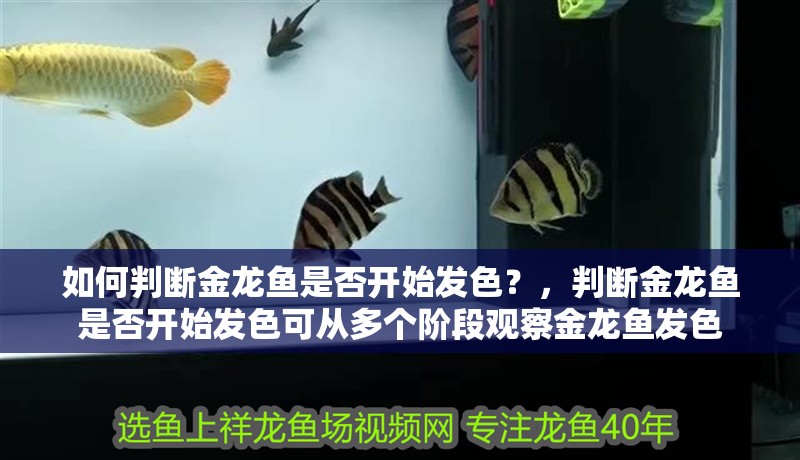 如何判斷金龍魚是否開始發色？，判斷金龍魚是否開始發色可從多個階段觀察金龍魚發色