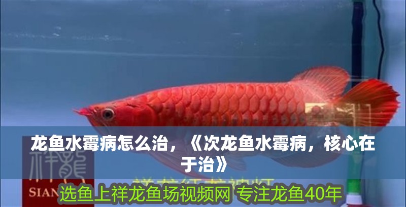 龍魚水霉病怎么治，《次龍魚水霉病，核心在于治》