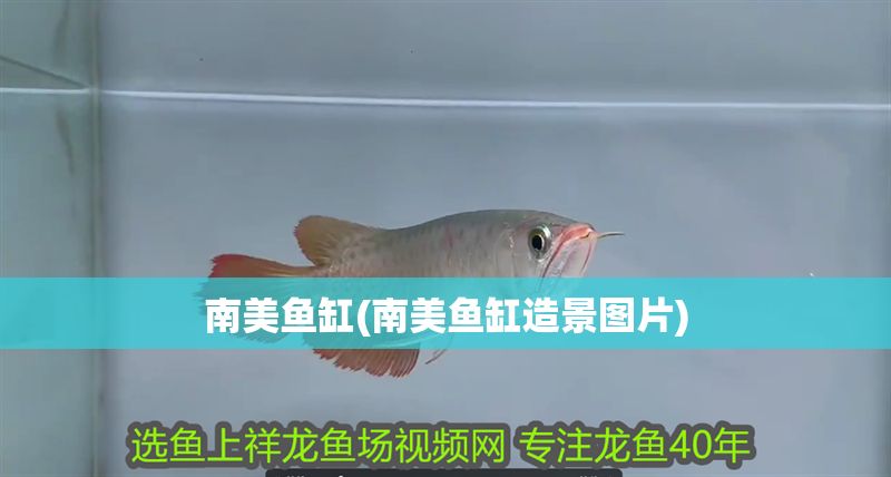 南美魚缸(南美魚缸造景圖片)