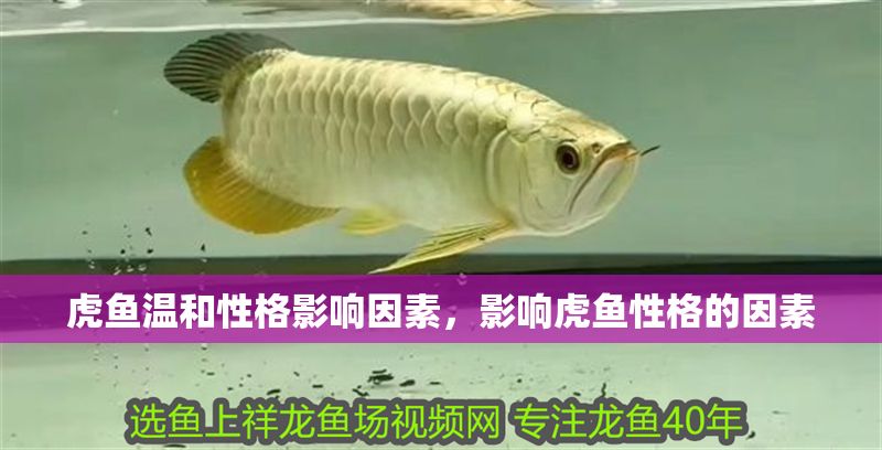 虎魚溫和性格影響因素，影響虎魚性格的因素