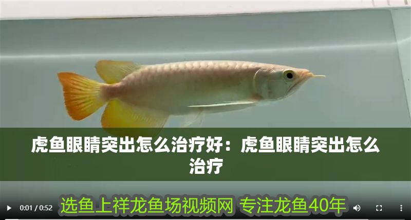 虎魚眼睛突出怎么治療好：虎魚眼睛突出怎么治療