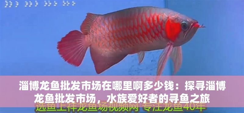 淄博龍魚批發(fā)市場在哪里啊多少錢：探尋淄博龍魚批發(fā)市場，水族愛好者的尋魚之旅