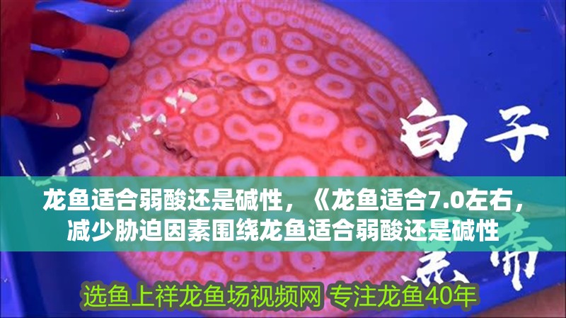 龍魚適合弱酸還是堿性，《龍魚適合7.0左右，減少脅迫因素圍繞龍魚適合弱酸還是堿性