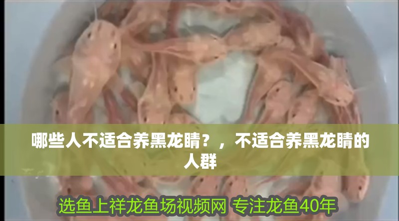 哪些人不適合養黑龍睛？，不適合養黑龍睛的人群