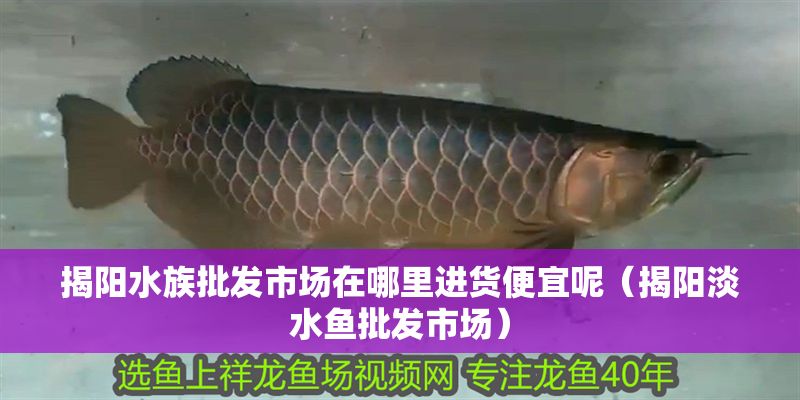 揭陽水族批發(fā)市場在哪里進貨便宜呢（揭陽淡水魚批發(fā)市場）