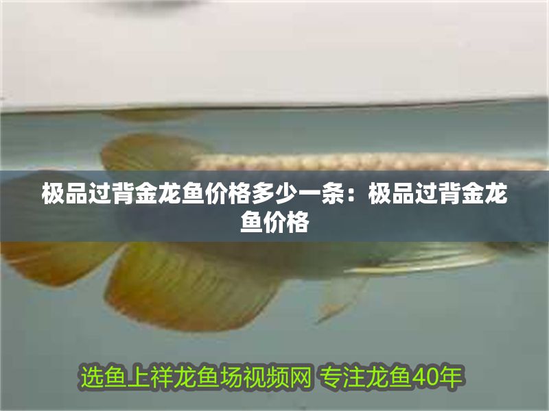 極品過背金龍魚價格多少一條：極品過背金龍魚價格