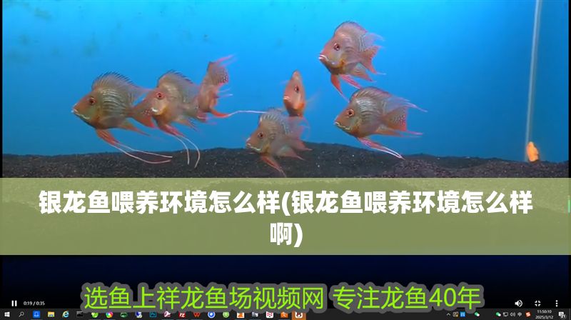 銀龍魚喂養環境怎么樣(銀龍魚喂養環境怎么樣啊)