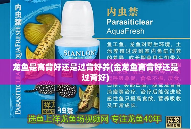 龍魚是高背好還是過背好養(金龍魚高背好還是過背好)