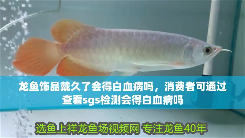 魚缸造景先放沙還是先放水(魚缸造景先鋪沙還是先放石頭) 龍魚飾品戴久了會得白血病嗎,消費者可通過查看sgs檢測會得白血病嗎 水族問答 龍魚飾品戴久了會得白血病嗎,消費者可通過查看sgs檢測會得白血病嗎 龍魚飾品戴久了會得白血病嗎,消費者可通過查看sgs檢測會得白血病嗎 水族問答