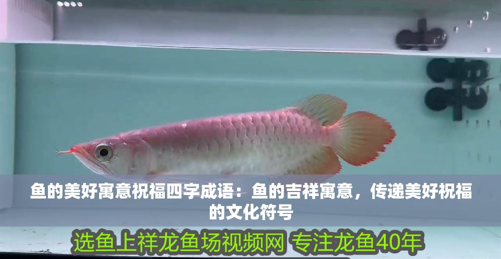 魚(yú)的美好寓意祝福四字成語(yǔ)：魚(yú)的吉祥寓意，傳遞美好祝福的文化符號(hào)