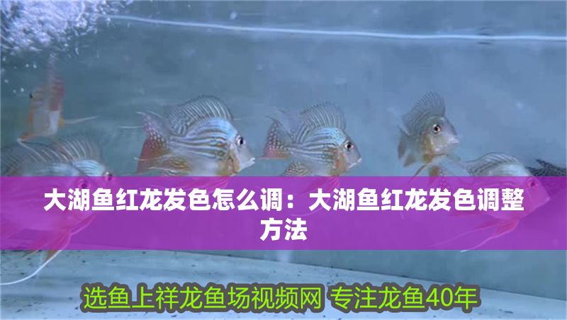 詳細(xì)閱讀:大湖魚紅龍發(fā)色怎么調(diào):大湖魚紅龍發(fā)色調(diào)整方法 大湖魚紅龍發(fā)色怎么調(diào):大湖魚紅龍發(fā)色調(diào)整方法