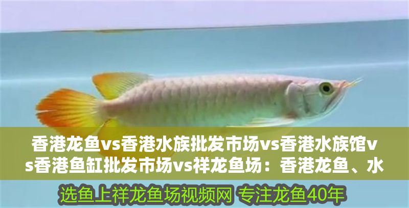 香港龍魚vs香港水族批發市場vs香港水族館vs香港魚缸批發市場vs祥龍魚場：香港龍魚、水族批發市場、水族館、香港魚缸批發市場地址