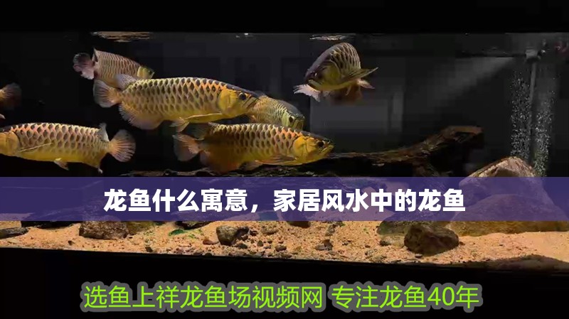 龍魚什么寓意，家居風水中的龍魚