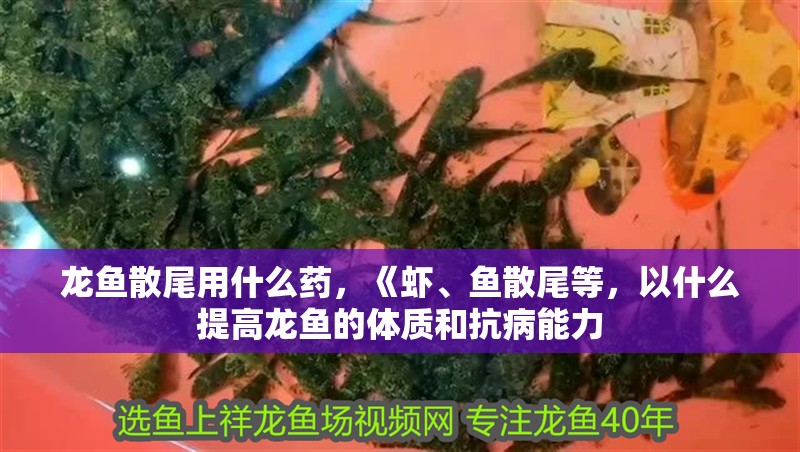 龍魚散尾用什么藥，《蝦、魚散尾等，以什么提高龍魚的體質和抗病能力