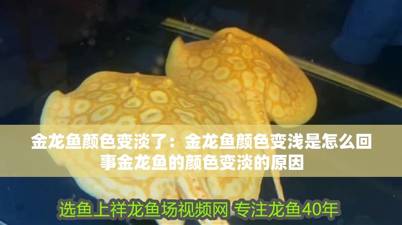 金龍魚顏色變淡了：金龍魚顏色變淺是怎么回事金龍魚的顏色變淡的原因
