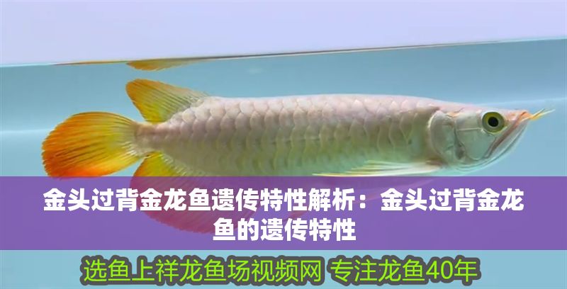 金頭過(guò)背金龍魚(yú)遺傳特性解析：金頭過(guò)背金龍魚(yú)的遺傳特性