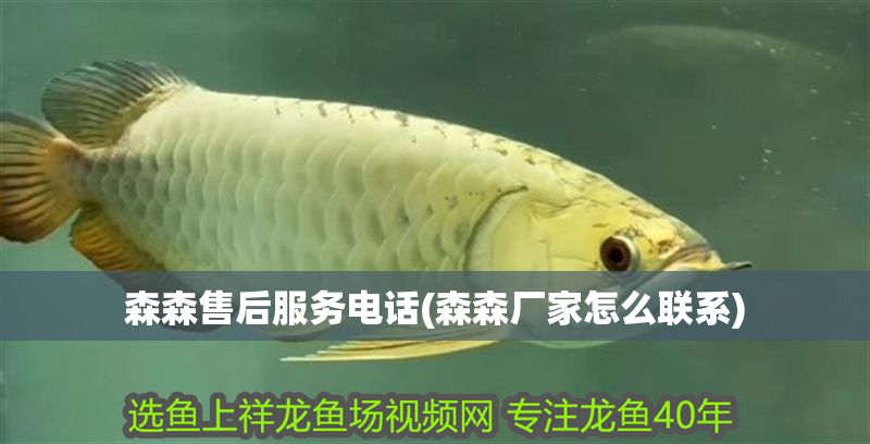 森森售后服務電話(森森廠家怎么聯系)