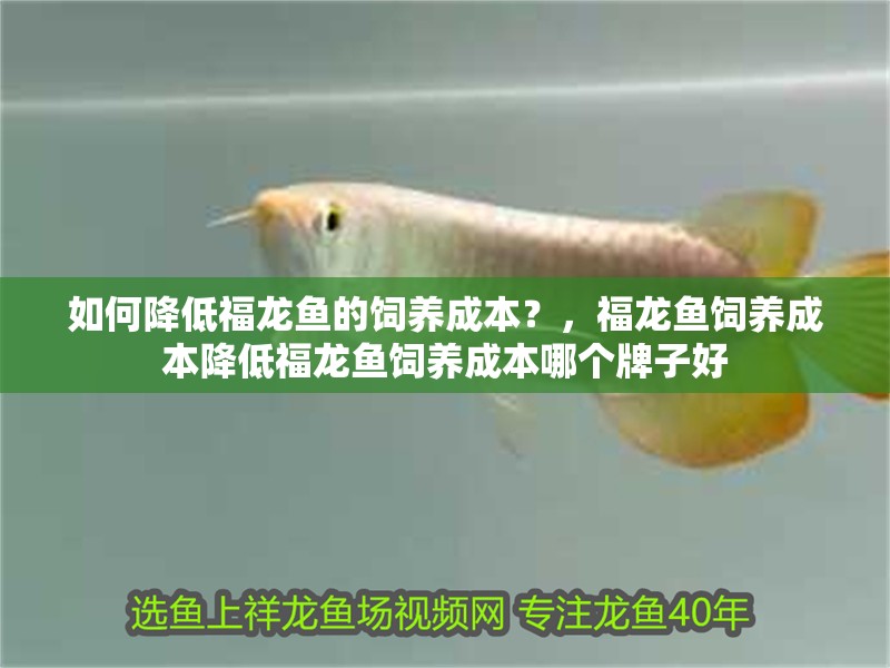 如何降低福龍魚的飼養(yǎng)成本？，福龍魚飼養(yǎng)成本降低福龍魚飼養(yǎng)成本哪個牌子好