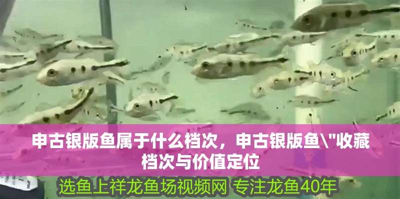 申古銀版魚屬于什么檔次，申古銀版魚\