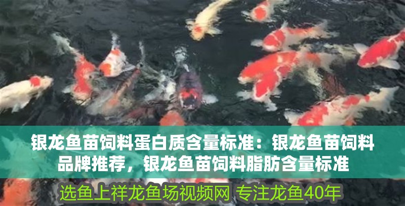 銀龍魚苗飼料蛋白質(zhì)含量標(biāo)準(zhǔn)：銀龍魚苗飼料品牌推薦，銀龍魚苗飼料脂肪含量標(biāo)準(zhǔn)