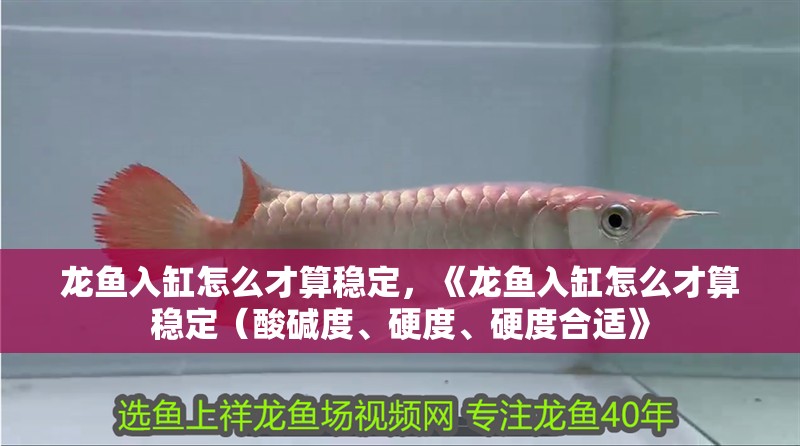 龍魚入缸怎么才算穩定，《龍魚入缸怎么才算穩定（酸堿度、硬度、硬度合適》