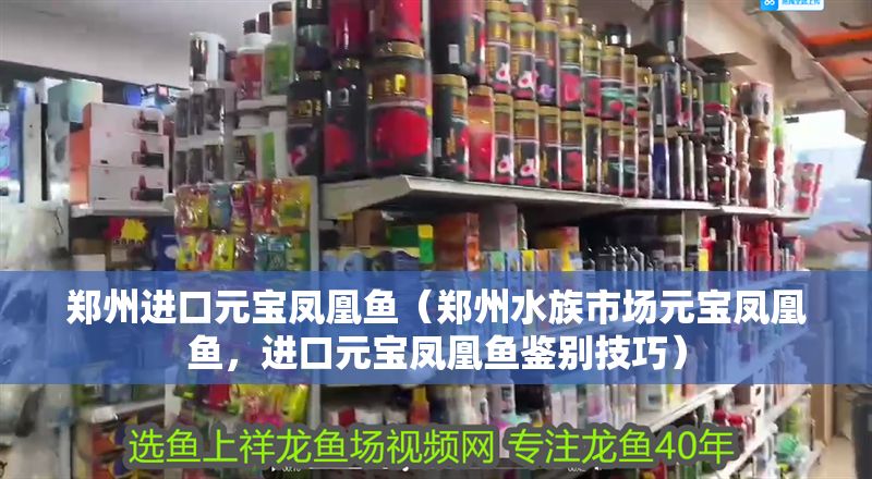 鄭州進口元寶鳳凰魚（鄭州水族市場元寶鳳凰魚，進口元寶鳳凰魚鑒別技巧）