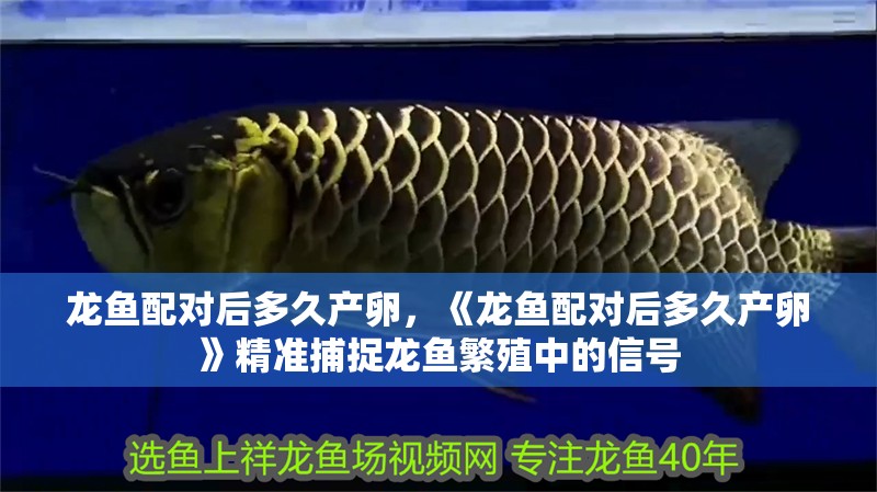 龍魚配對后多久產卵，《龍魚配對后多久產卵》精準捕捉龍魚繁殖中的信號