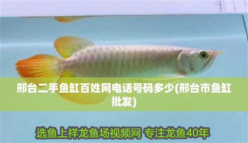 邢臺二手魚缸百姓網(wǎng)電話號碼多少(邢臺市魚缸批發(fā))